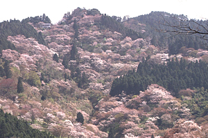 花萌えるころ