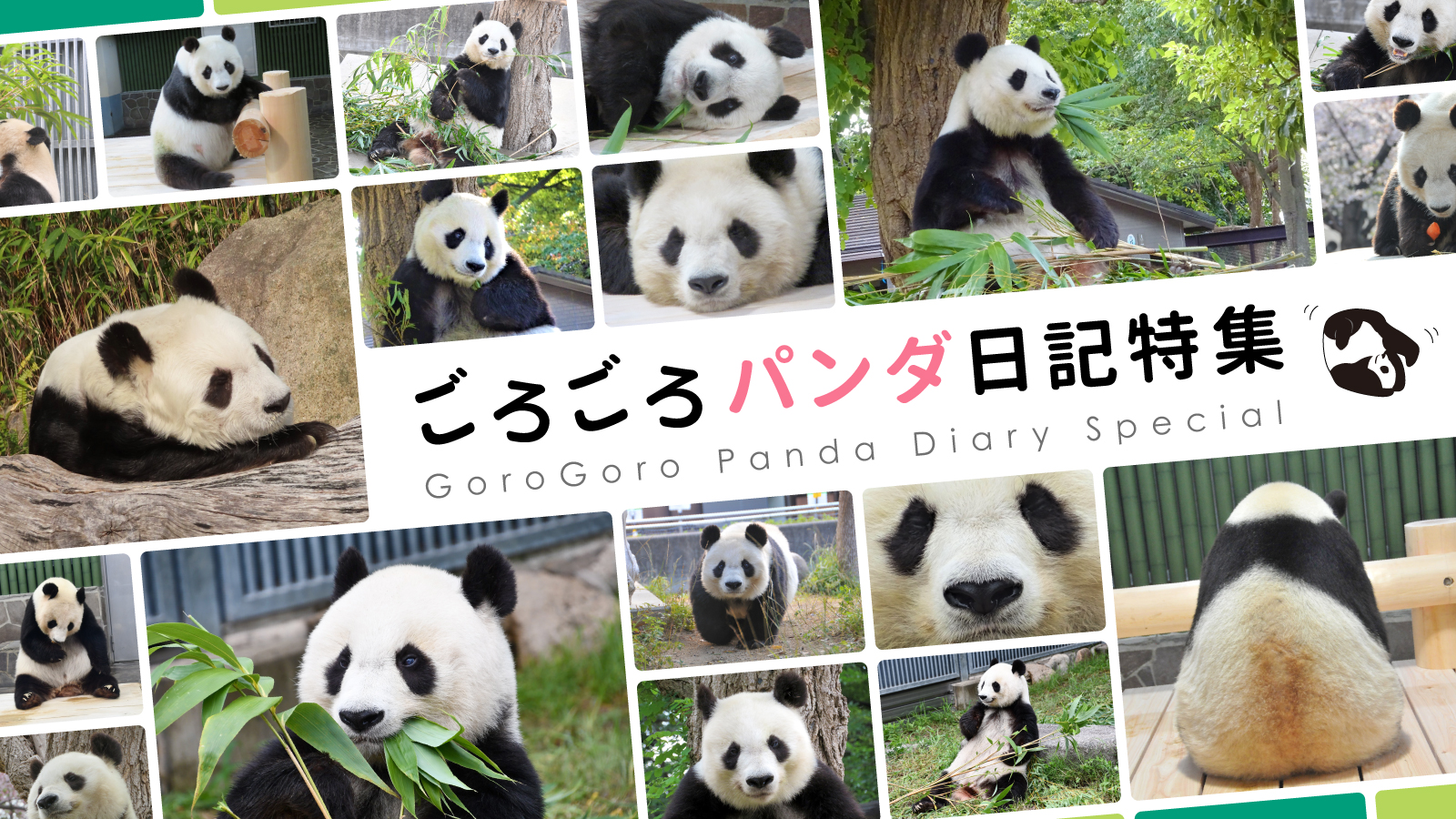 ごろごろパンダ日記特集
