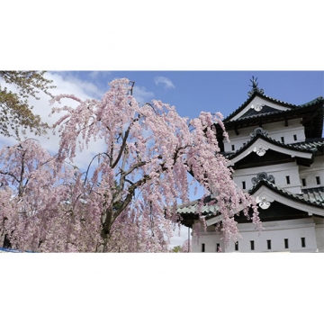 静かに咲く 弘前公園の名桜 ブルーレイ｜自然・紀行｜ブルーレイ