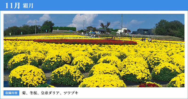 11月