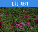 1月