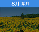 8月
