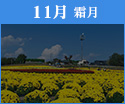 11月