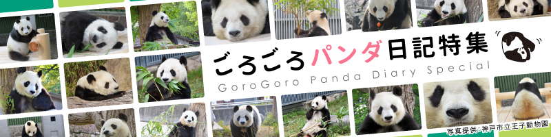 ごろごろパンダ日記特集