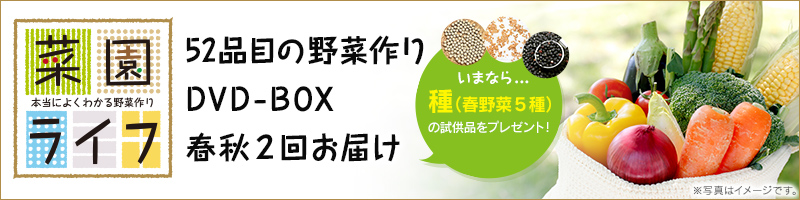 菜園ライフ